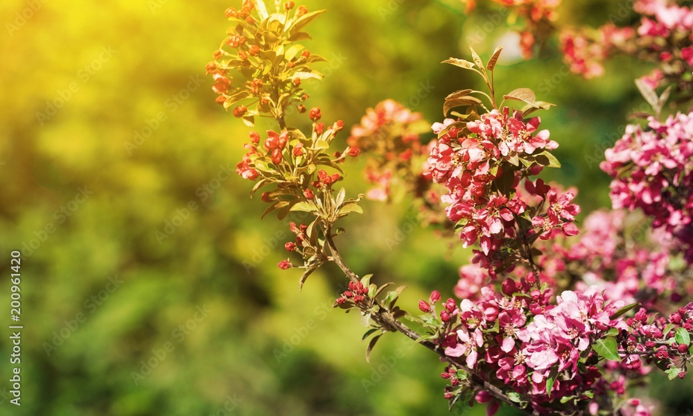 Spring. Spring.