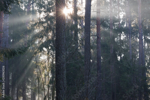 Sun rays through the trees. Sun rays deep in the forest. Early morning in the forest.