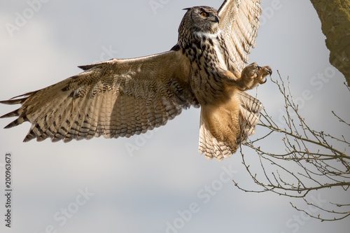 Eurasian eagle-owl. European eagle owl bird of prey (Bubo) hunting