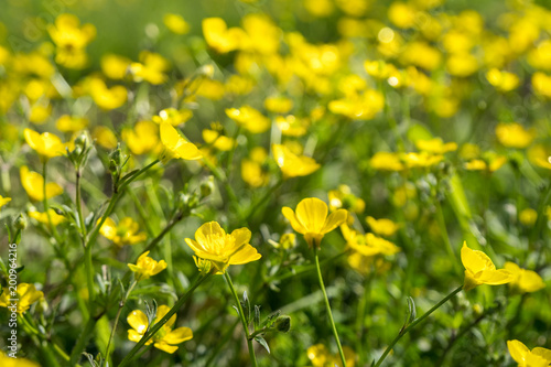 Yellow Buttercup flowers in the field. Ranunculus repens