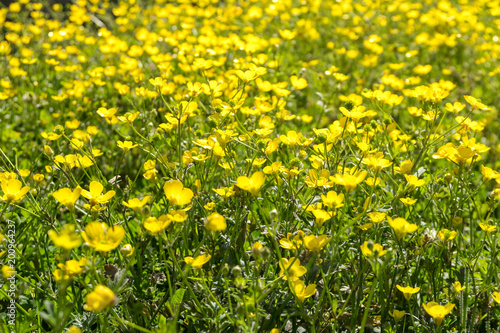 Yellow Buttercup flowers in the field. Ranunculus repens
