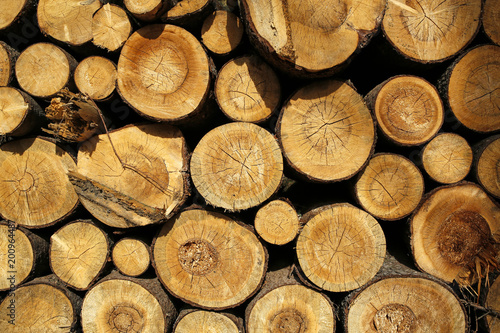 wooden logs background or texture