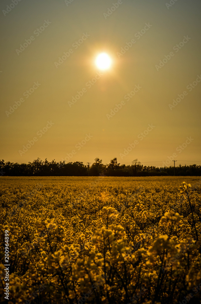 Obraz premium Field in front of the sun