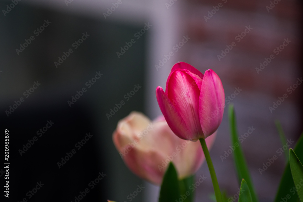 Fototapeta premium Dutch Pink Purple Yellow Tulips In Water With Green Leaves