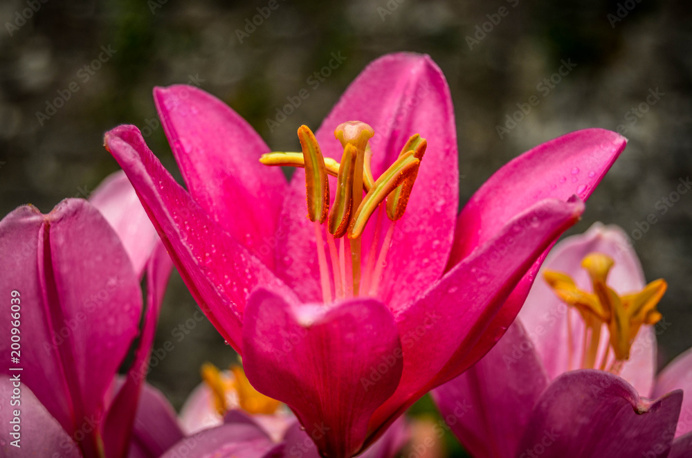 Pink flower