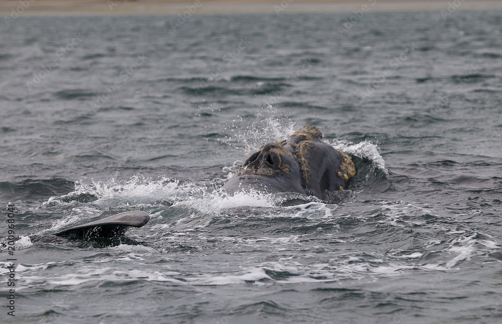 Obraz premium Whale Jump, Patagonia