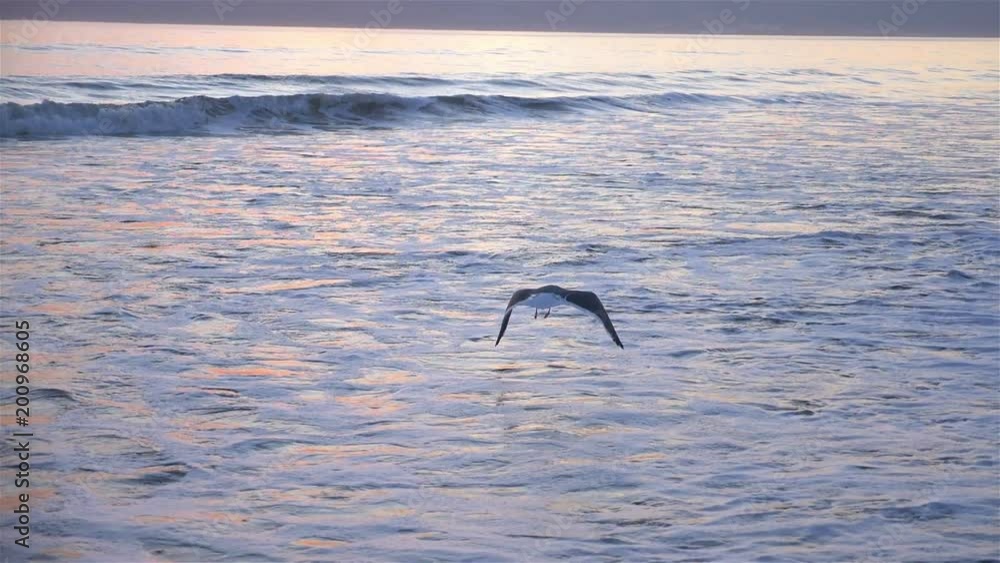 Professional video of seagull flying over the ocean in slow motion 180fps Professional video of seagull flying over the ocean in slow motion 180fps