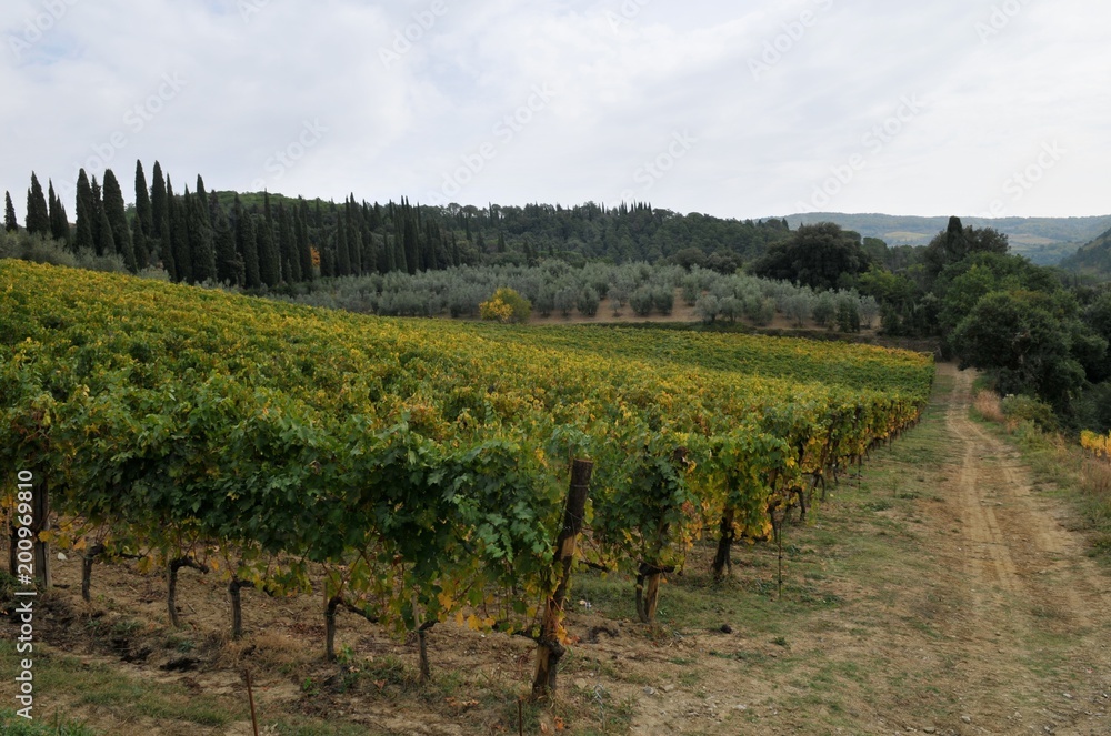 イタリア、トスカーナの秋のぶどう収穫風景