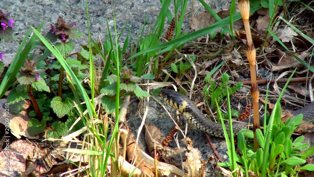 The snake in the wild after winter on a spring sunny day creeps along the grass next to the pond showing a double tongue The snake in the wild after winter on a spring sunny day creeps along the grass next to the pond showing a double tongue