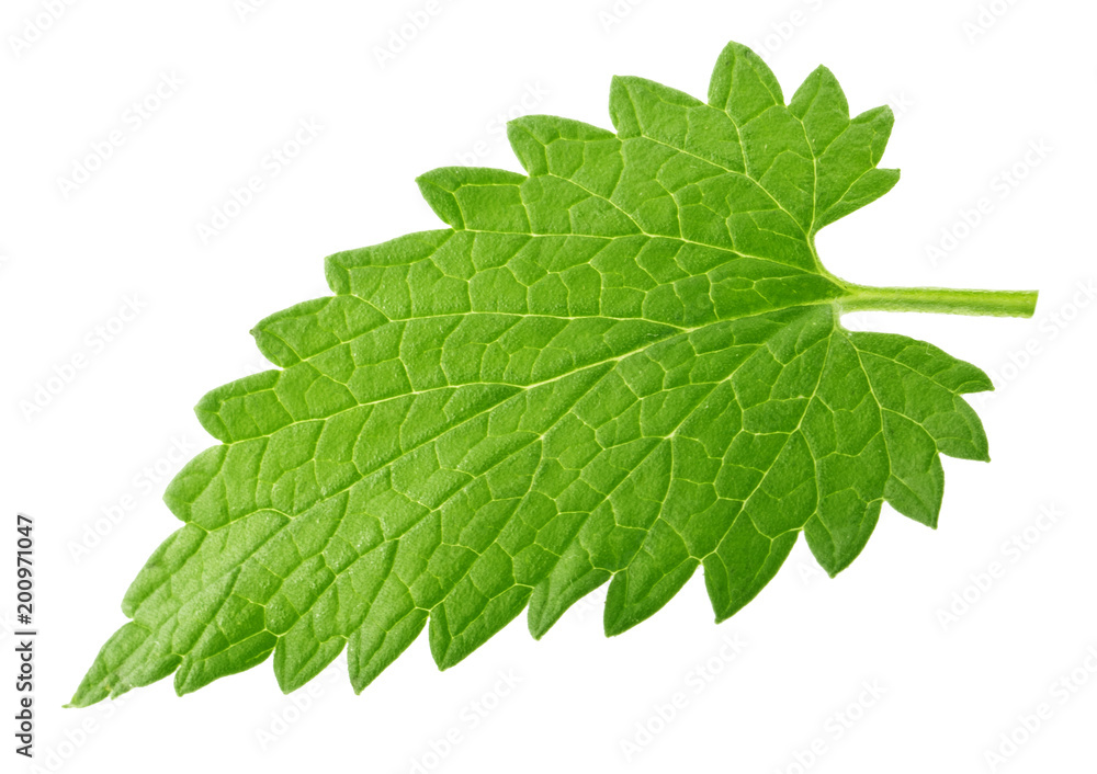 Lemon balm melissa leaf isolated on white Lemon balm melissa leaf isolated on white