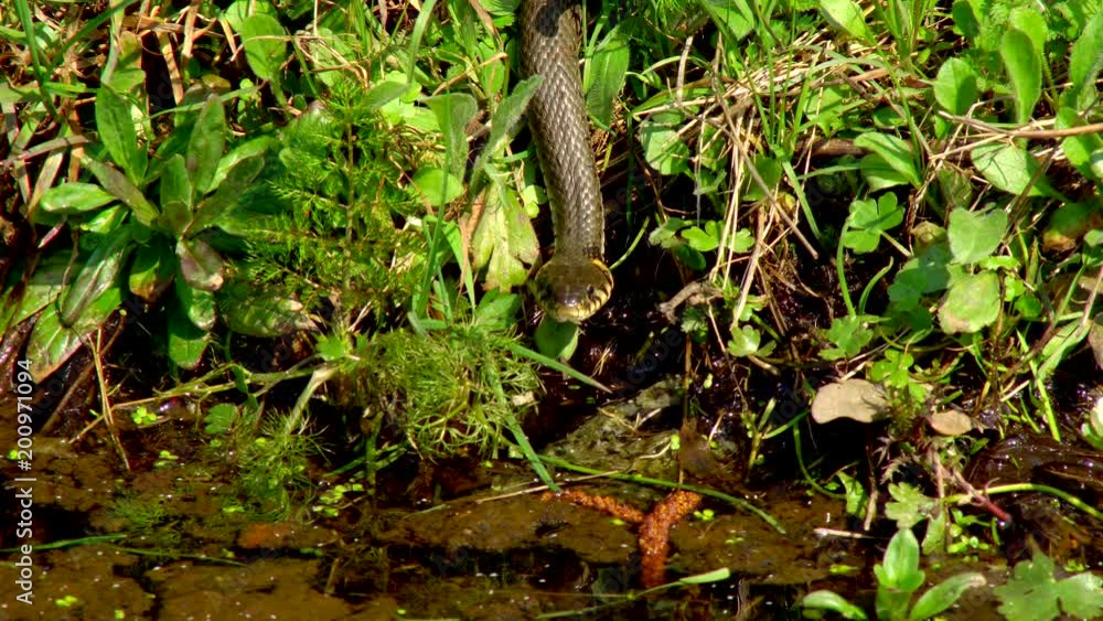 The snake in the wild after winter on a spring sunny day creeps along the grass next to the pond showing a double tongue The snake in the wild after winter on a spring sunny day creeps along the grass next to the pond showing a double tongue