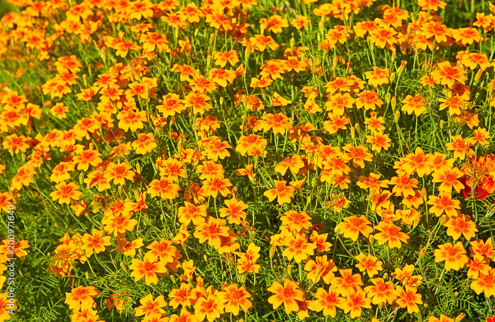 Flower bed with growing Tagetes flowers
