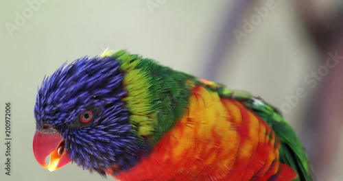Closeup Portrait of a Colorful Rainbow Lorikeet Head (Trichoglossus Moluccanus) - DCi 4K Resolution

