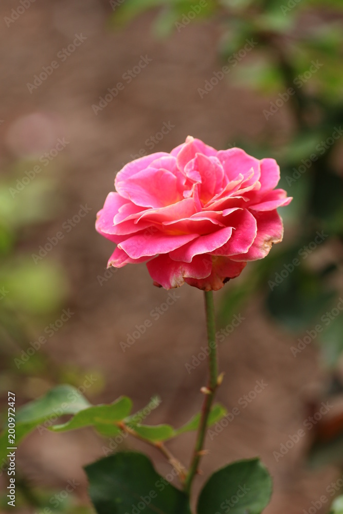 Light Lined Pink Rose / Flowers in the Exterior Garden