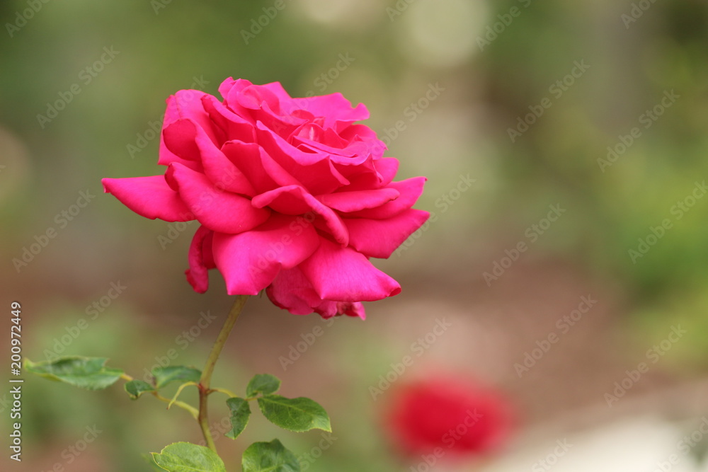 Pink Rose / Flowers in the Exterior Garden