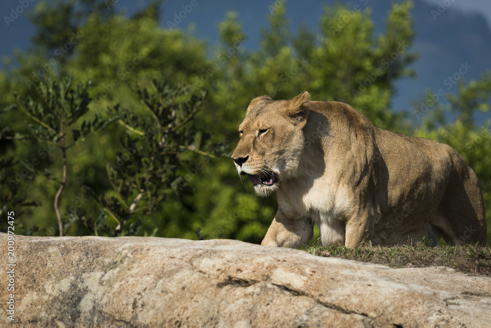 Fototapeta premium lion