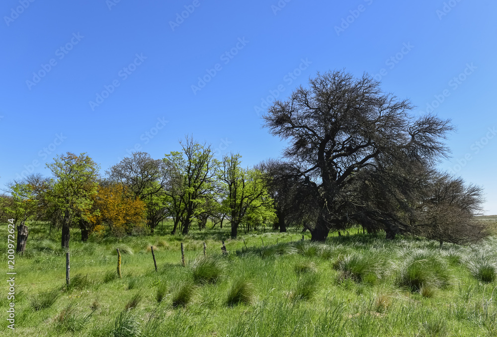 Calden Tree landscape, La Pampa, Argentina