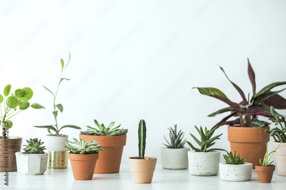 The stylish room filled with a lot of modern plants in different pots. Modern composition of home garden.