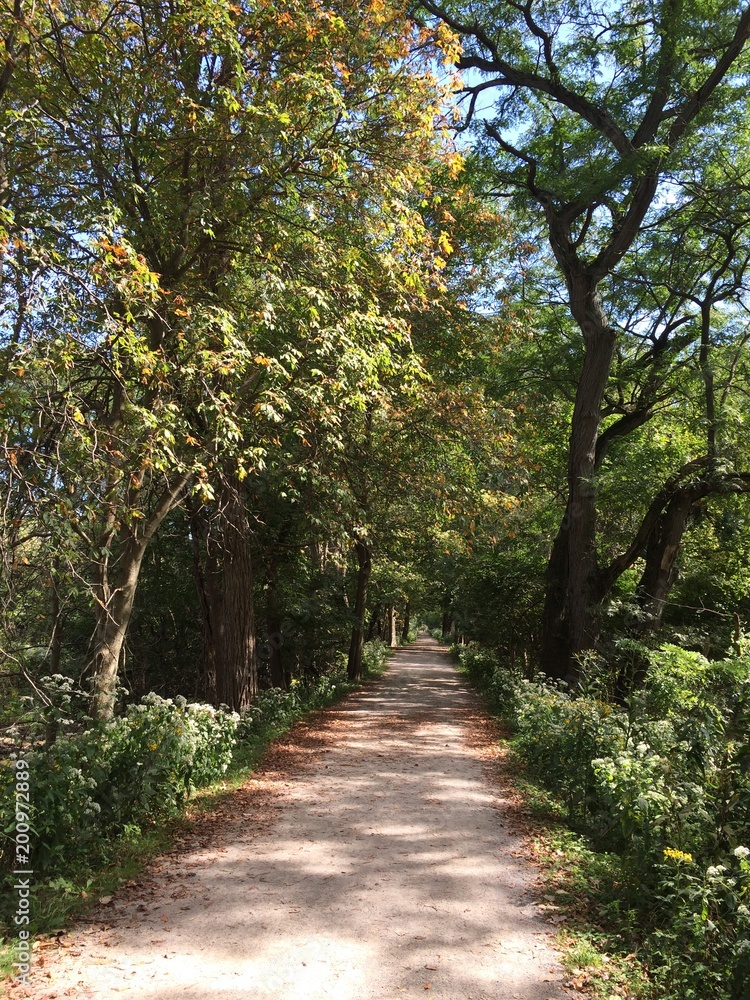 Fototapeta premium tree lined hiking trail