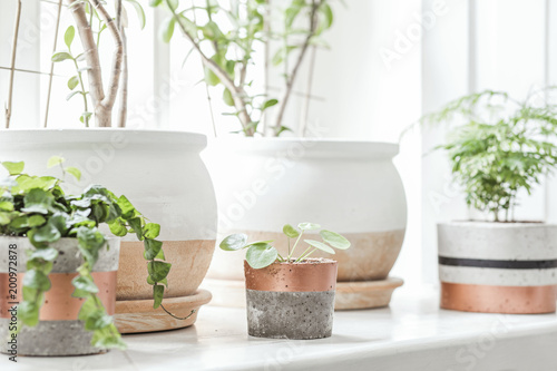 Ceramic concrete pots with plants on window sill