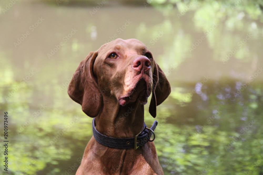 Hungarian Vizsla - Male Hungarian Vizsla - Male