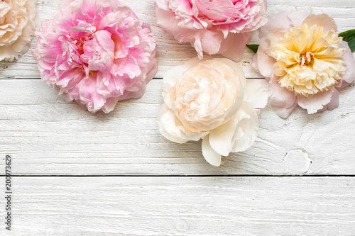 pink and creamy peony flowers on white wooden background. flat lay. top view with copy space © samael334