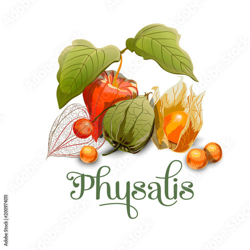 Physalis. For labels, banners, posters, postcards, textiles and other. Isolated image