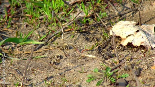 Wild bees wake up after winter swarming on the lawn on a warm sunny day photo