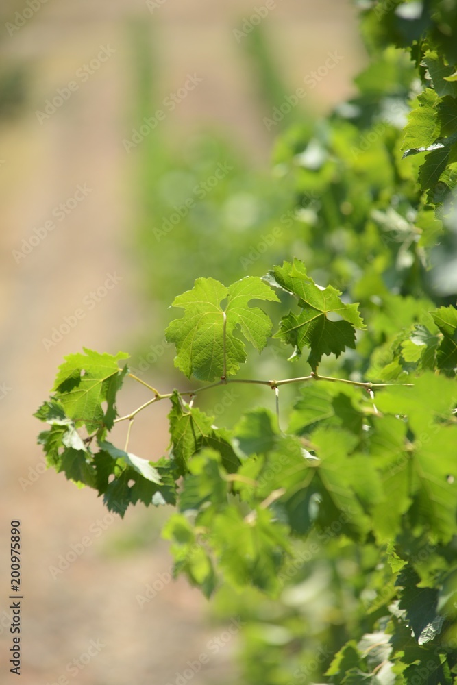 Fototapeta premium イタリア、トスカーナの秋のぶどう収穫風景