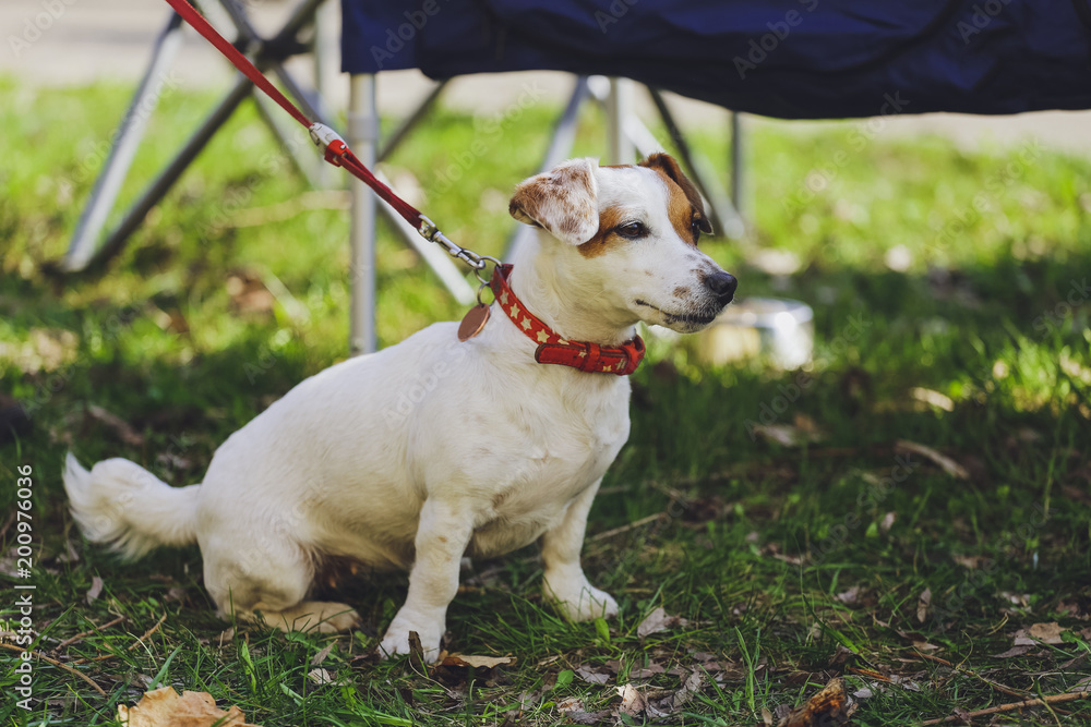 Beautiful dog Jack Russell Terrier in the park, in the forest