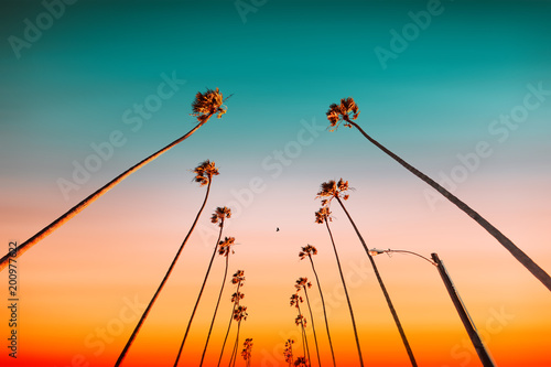 Low angle view of palm trees against sky photo