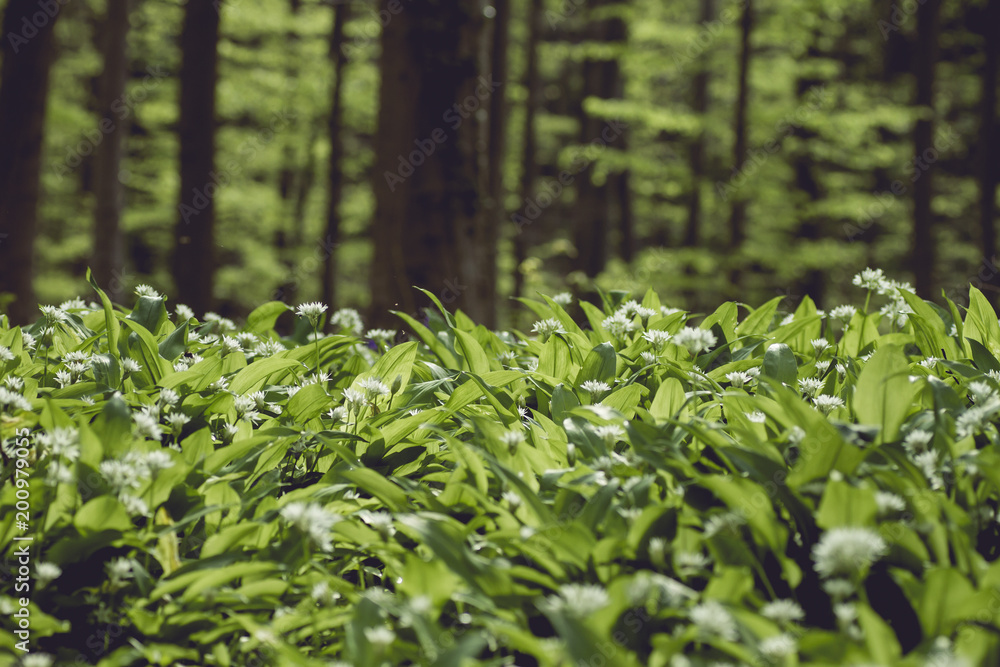 Allium Ursinum or bear's garlic covering the forest in spring Allium Ursinum or bear's garlic covering the forest in spring