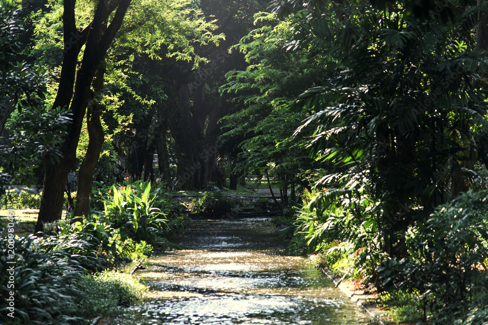 Patch through a agreen forest Patch through a agreen forest