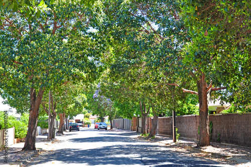 Little suburban street full of green trees. Adelaide, Australia