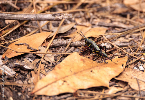 Juvenile Brown and yellow Eastern lubber grasshopper Romalea microptera photo