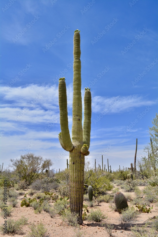Flowering Saguaro Cactus Arizona Sonoran Desert 