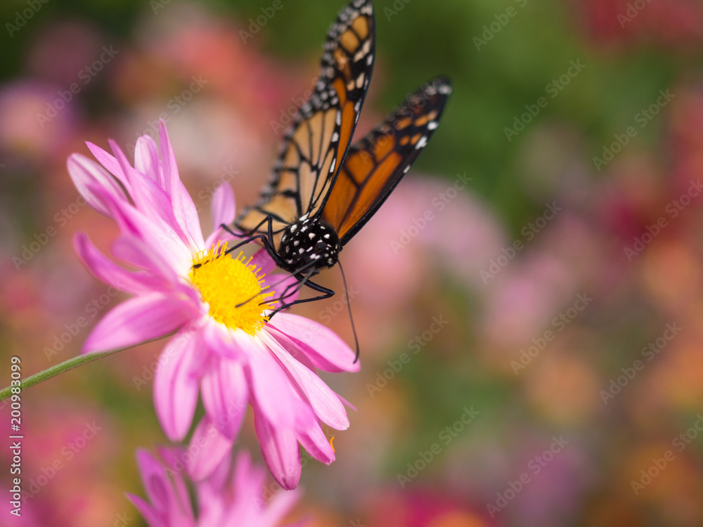 Fototapeta premium Butterfly lands on pink Chrysanthemum flower