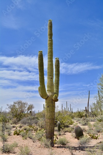 Flowering Saguaro Cactus Arizona Sonoran Desert © Teressa L. Jackson