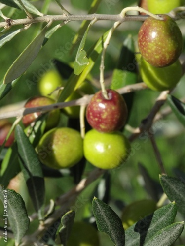 イタリアのオリーヴ収穫風景