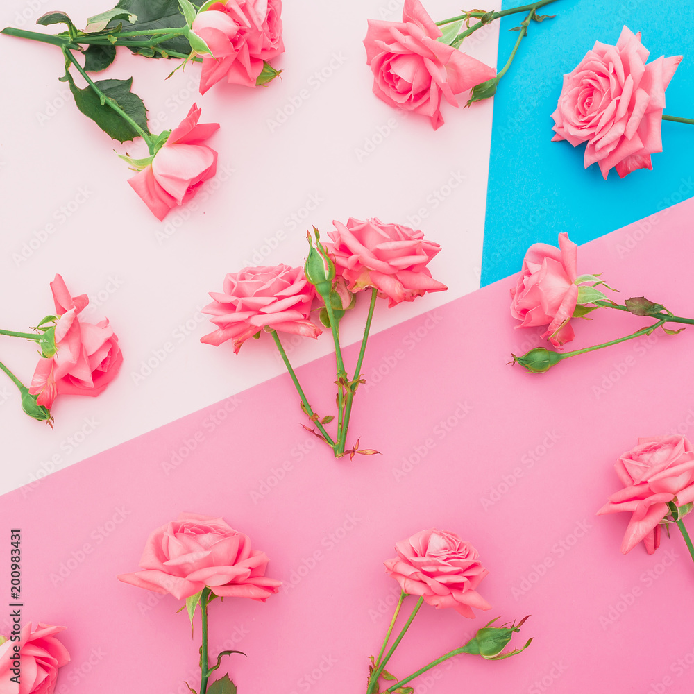 Blue and pink pastel background with roses flowers. Flat lay. Top view