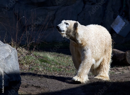 Polar Bear