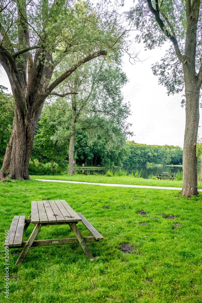 Wooden bench on green grass at Haagse Bos, forest in The Hague Wooden bench on green grass at Haagse Bos, forest in The Hague