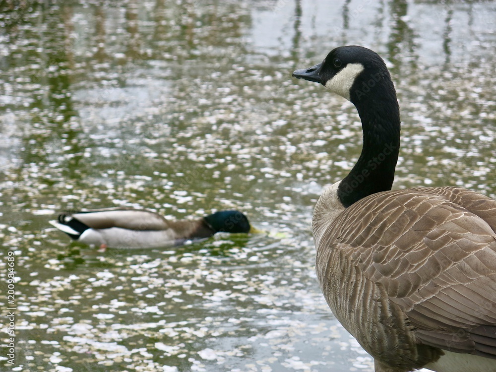 Obraz premium Goose and Duck swimming in park pond in Vancouver BC
