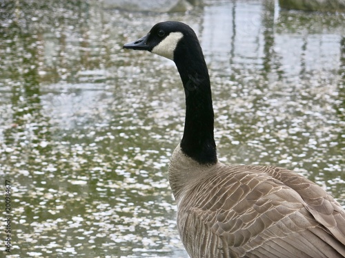 Canadian Goose swimming in park pond in Vancouver BC