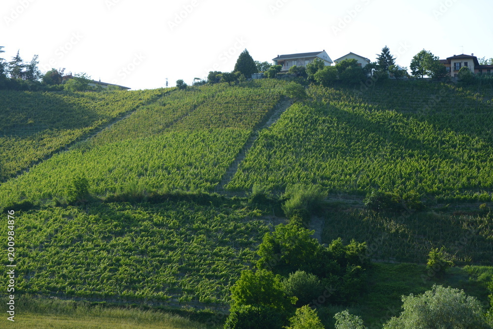 イタリア、ワインの里ピエモンテの風景