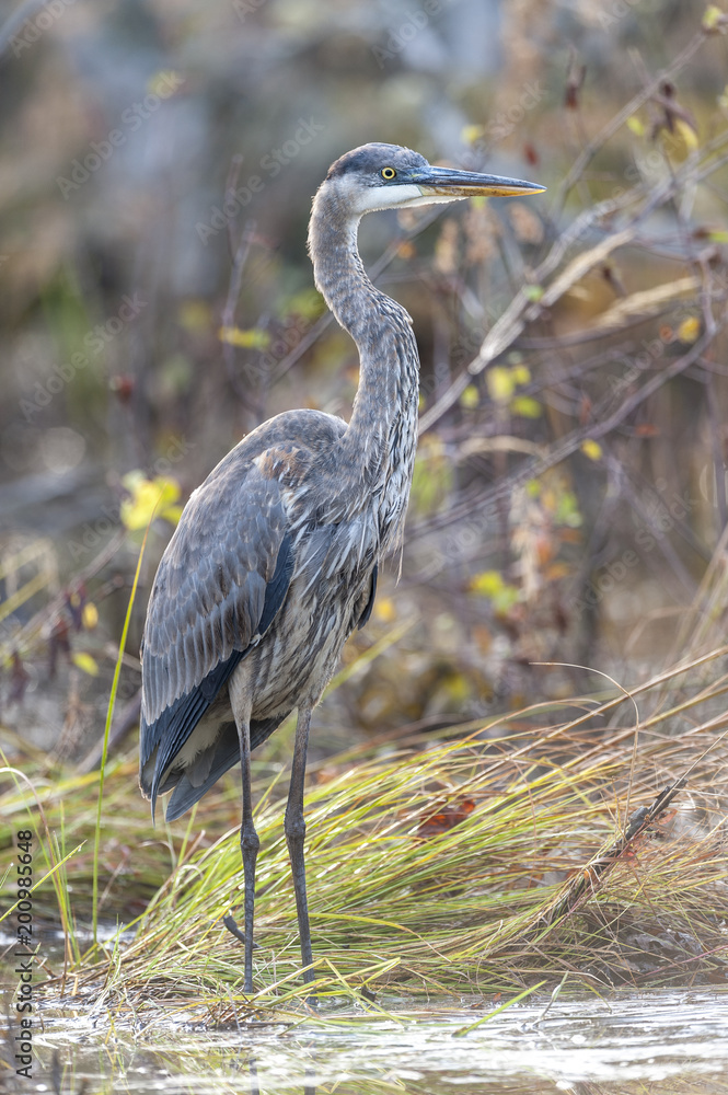 Fototapeta premium Great Blue Heron in stream