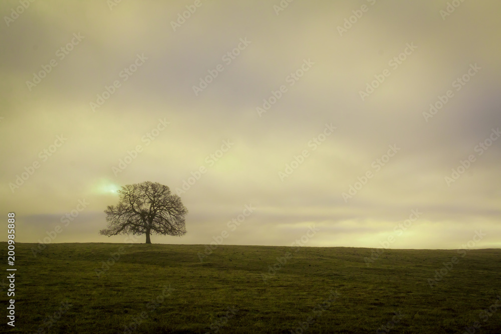 Fototapeta premium Lonely Oak Tree on Millville Plains in Northern California with rolling grassland hills and a cloudy muted sunrise