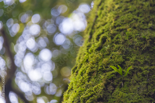 Into the forest. Nature com...
