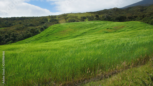 Landscape with field planted with wheat in the Ecuadorian mountainous