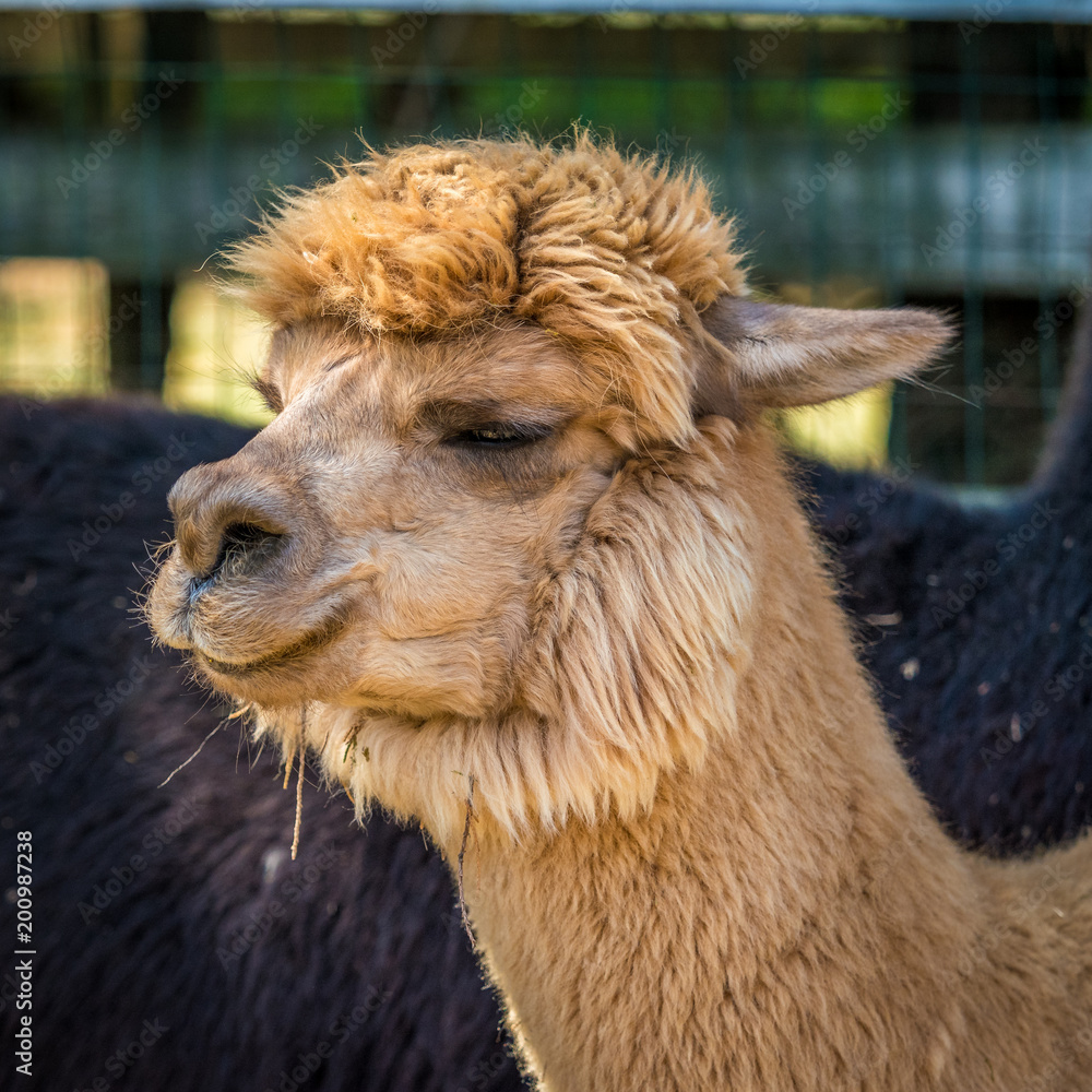 Photo of furry alpaca